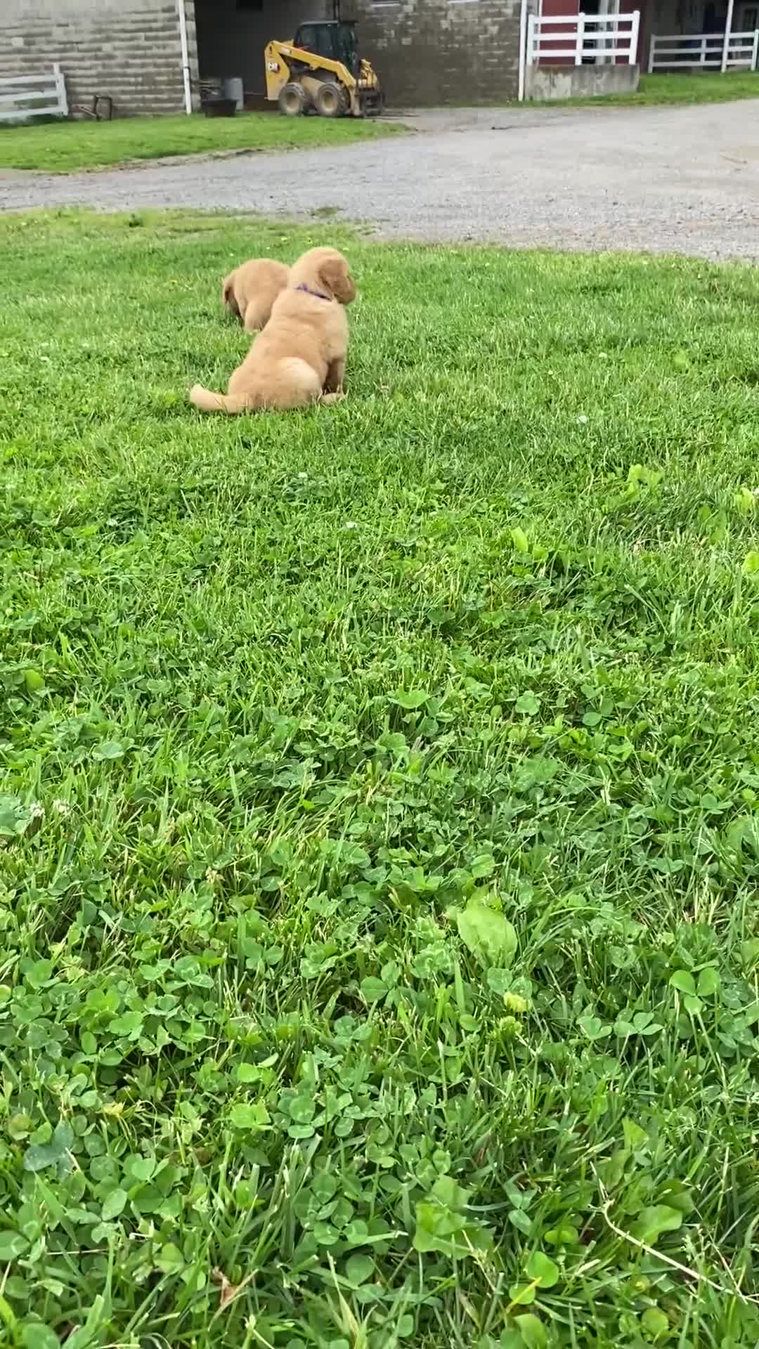 Golden Retriever dogs for sale: Golden Retriever Lucy - Video 2
