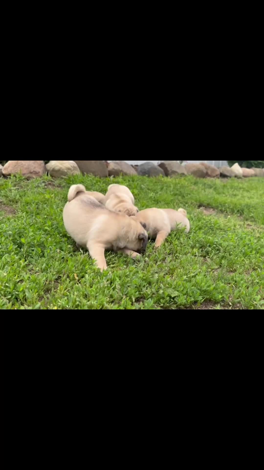 Pug dogs for sale: Pippy - Video 1