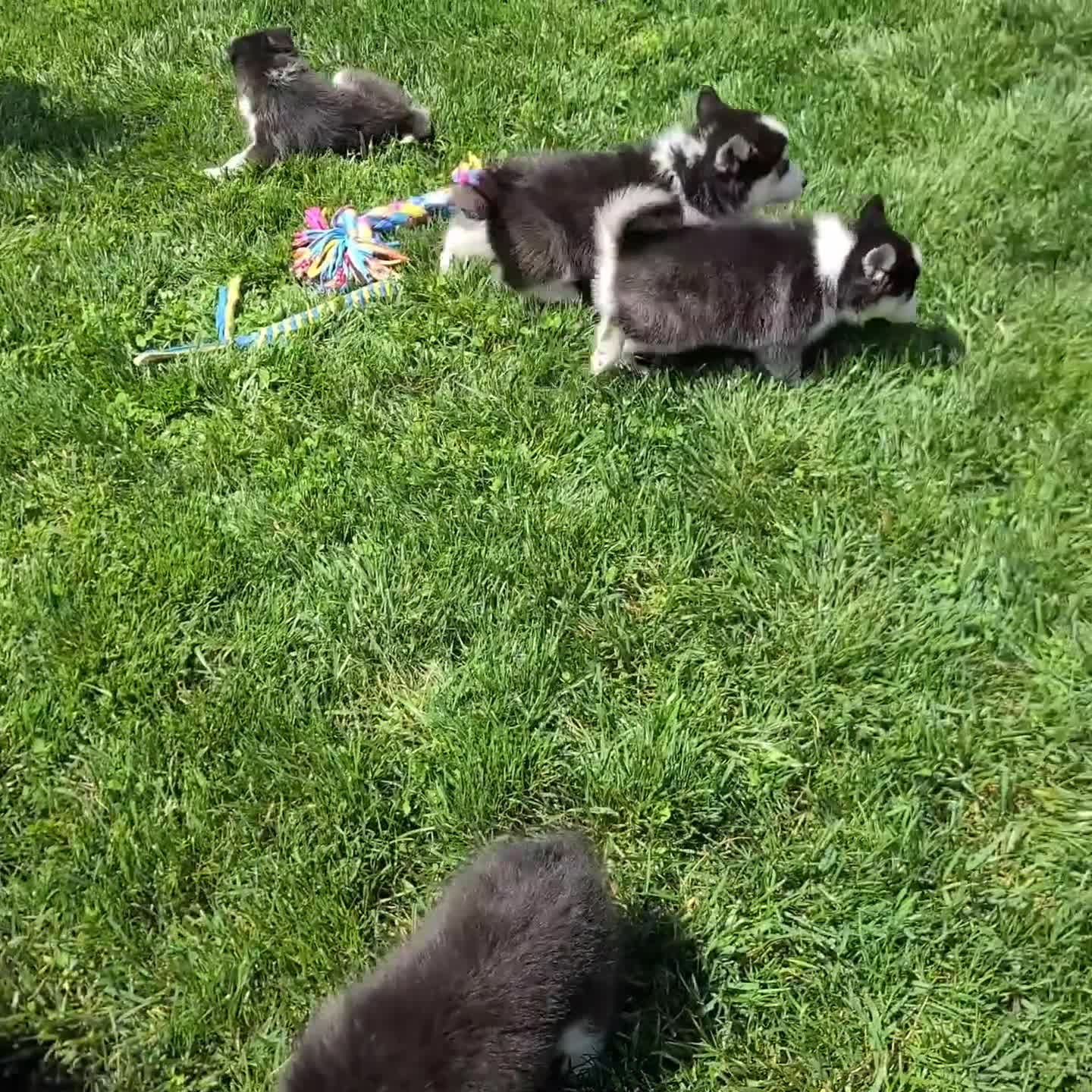 Pomsky dogs for sale: Otis - Video 1