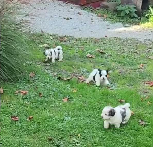 Havanese dogs for sale: Charlie - Video 1