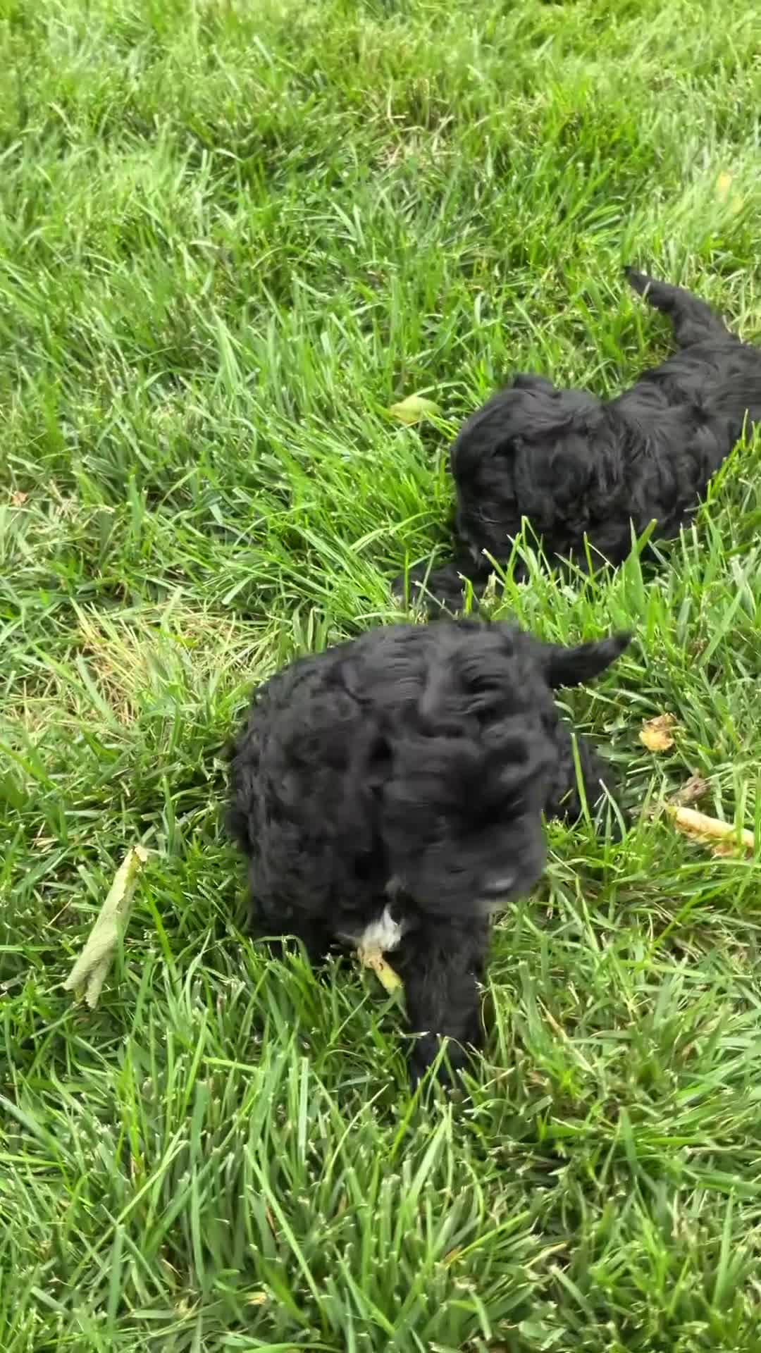 Cavapoo dogs for sale: Princess  - Video 1