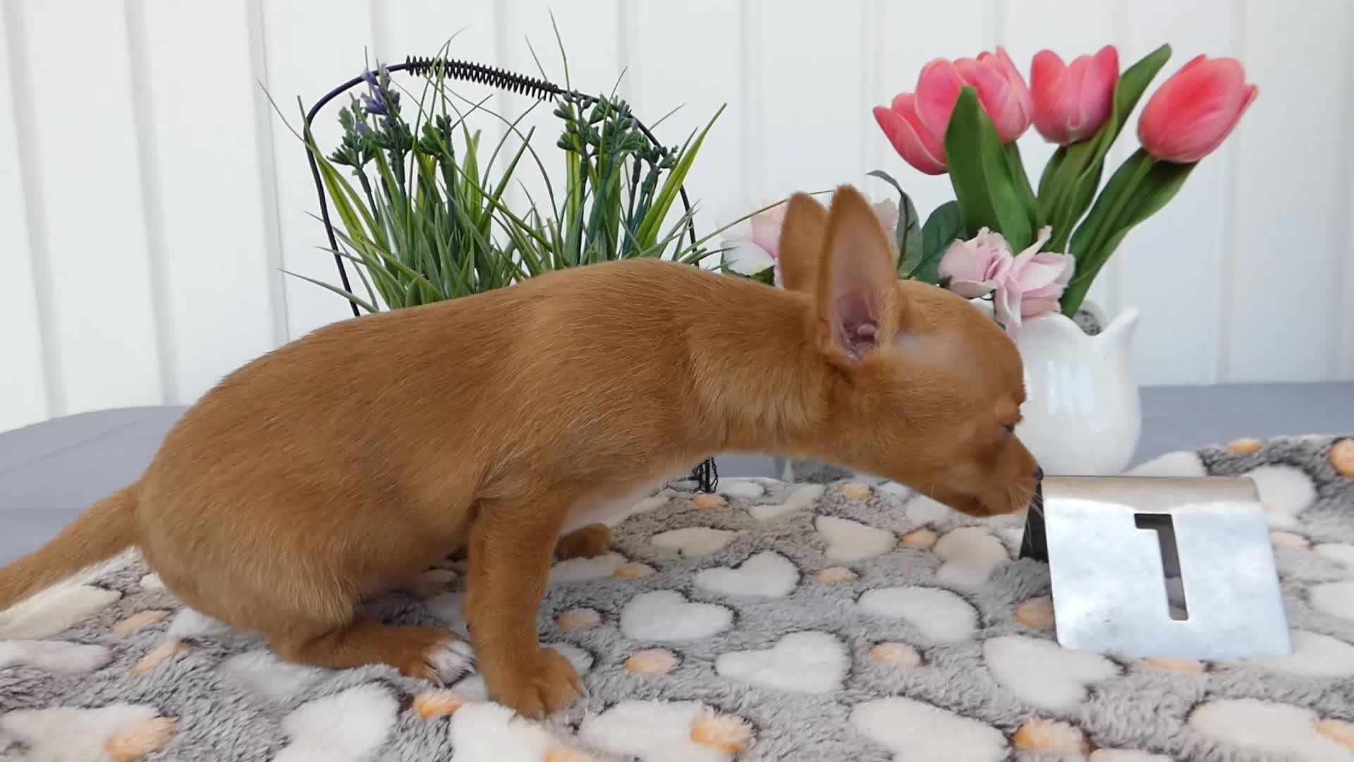 Chihuahua dogs for sale: Chihuahua 1 Winston - Video 1