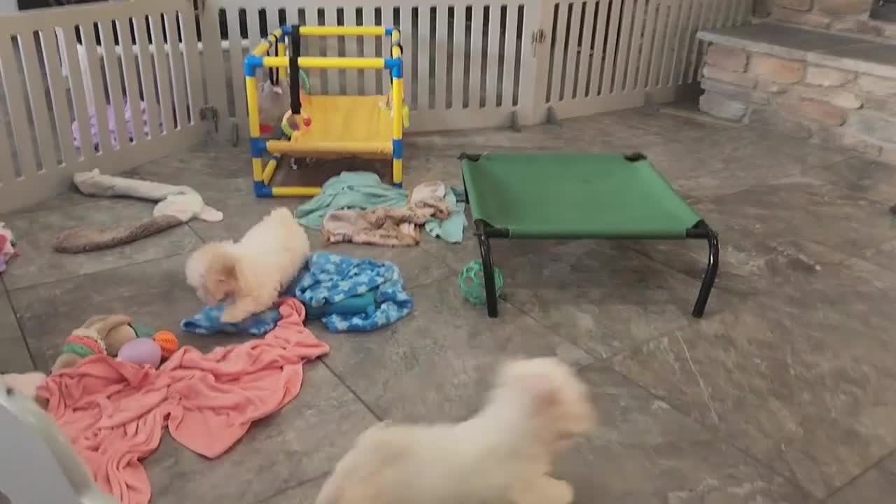 Havanese dogs for sale: FROSTING - Video 2