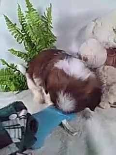 Shih Tzu dogs for sale: Bruno - Video 1