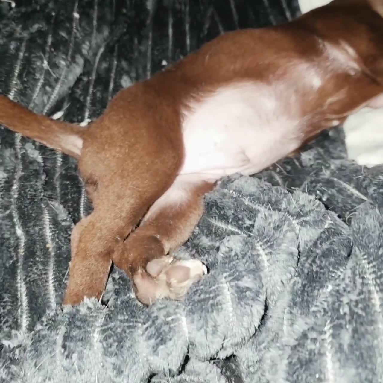 Chihuahua dogs for sale: Midnight-Chocolate  - Video 3