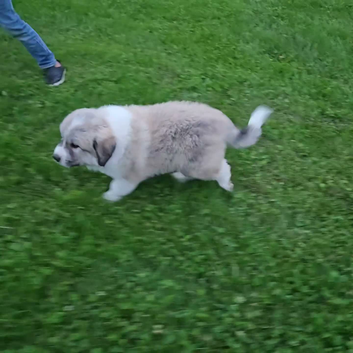Great Pyrenees dogs for sale: Parker - Video 1