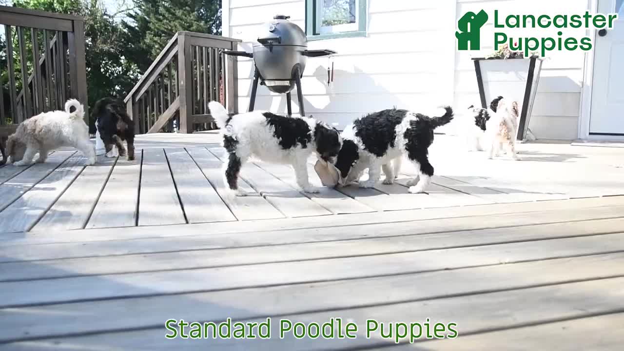 Standard Poodle dogs for sale: Dixie - Video 1