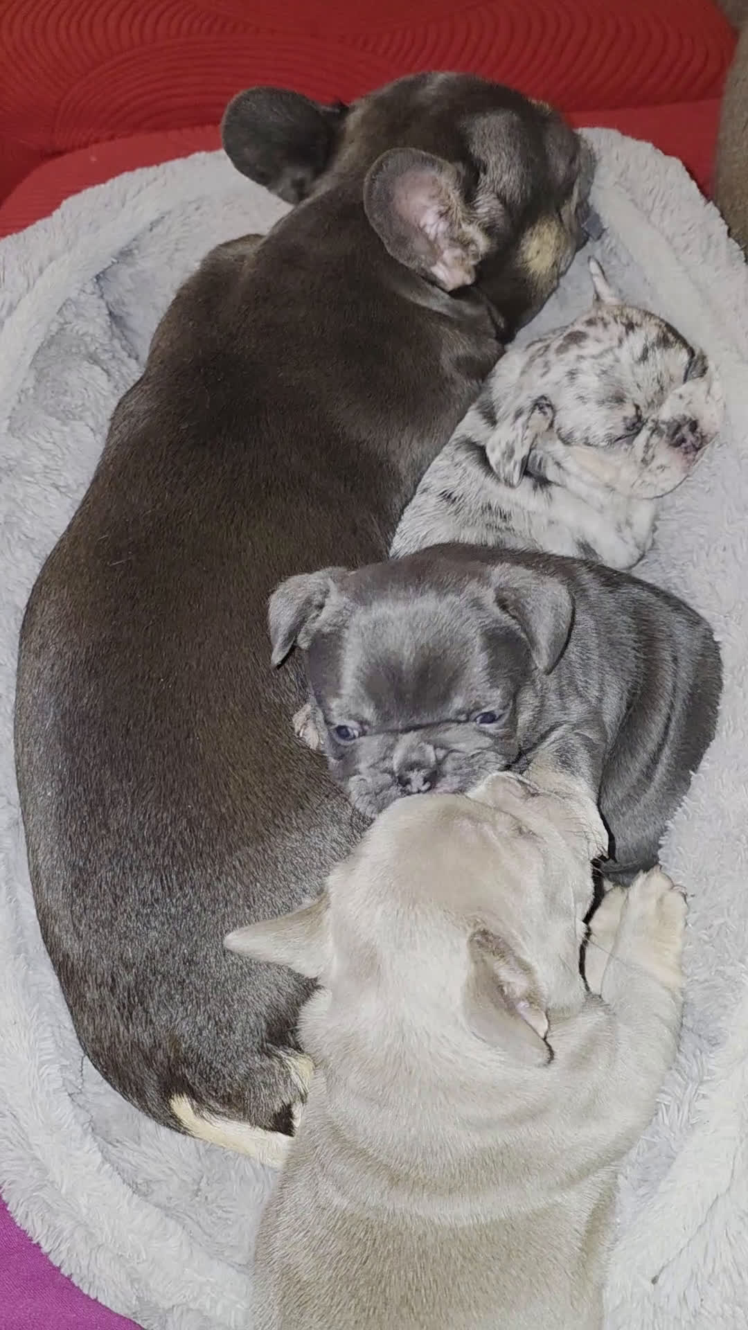 French Bulldog dogs for sale: Chanelle - Video 1