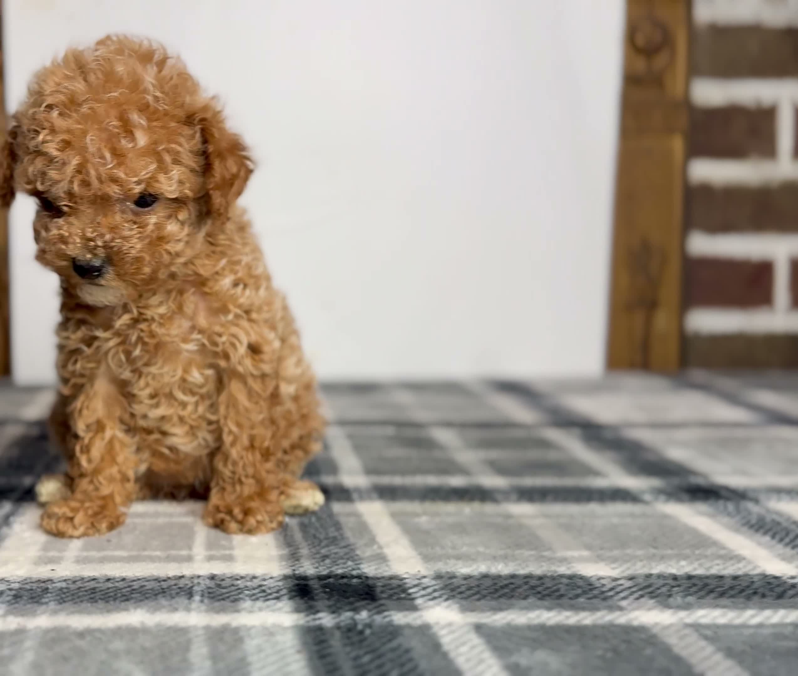 Toy Poodle dogs for sale: Honey - Video 1