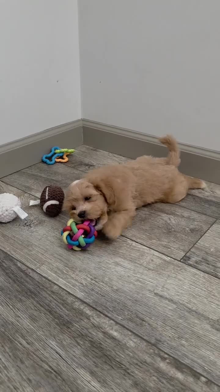 Maltipoo dogs for sale: Buddy - Video 1