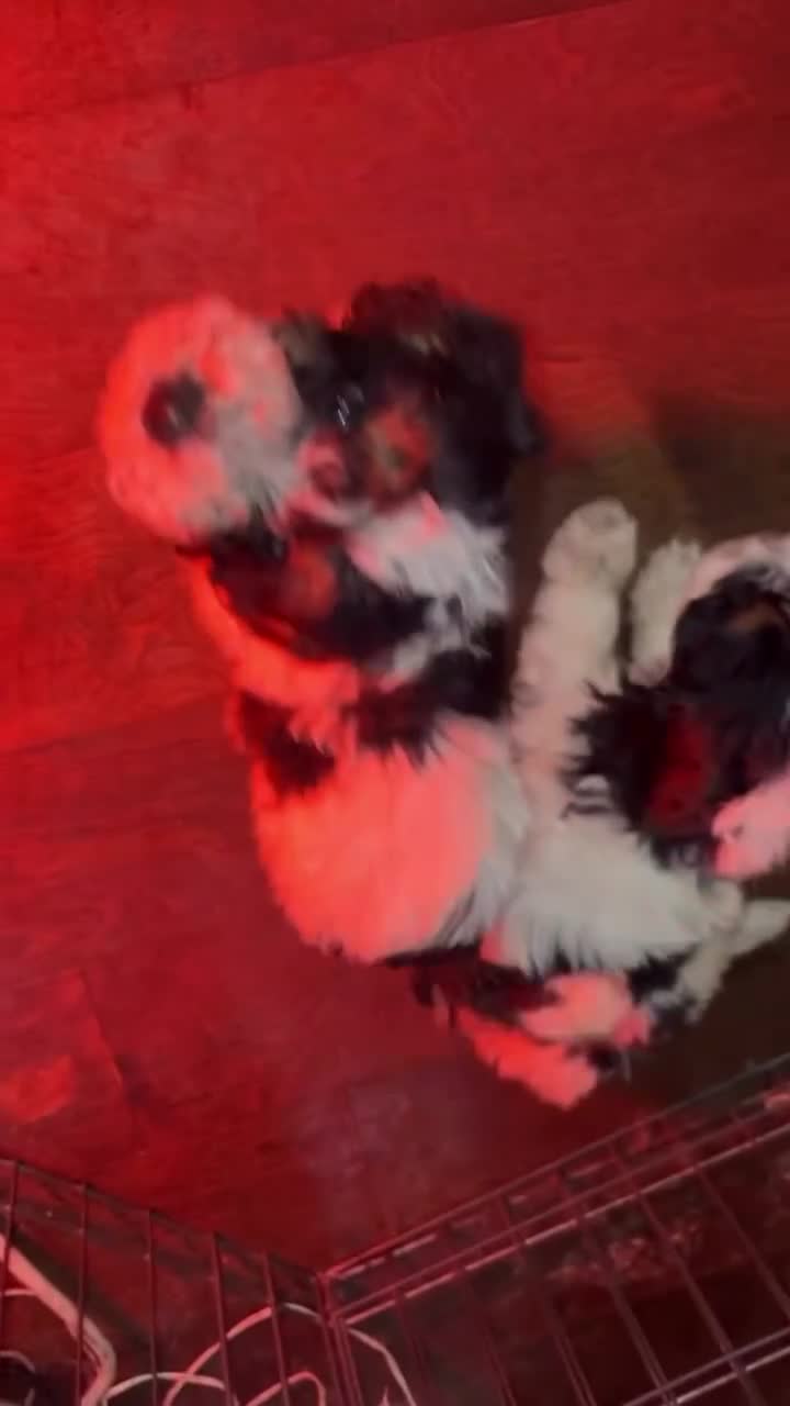 Labradoodle dogs for sale: Sasha - Video 2