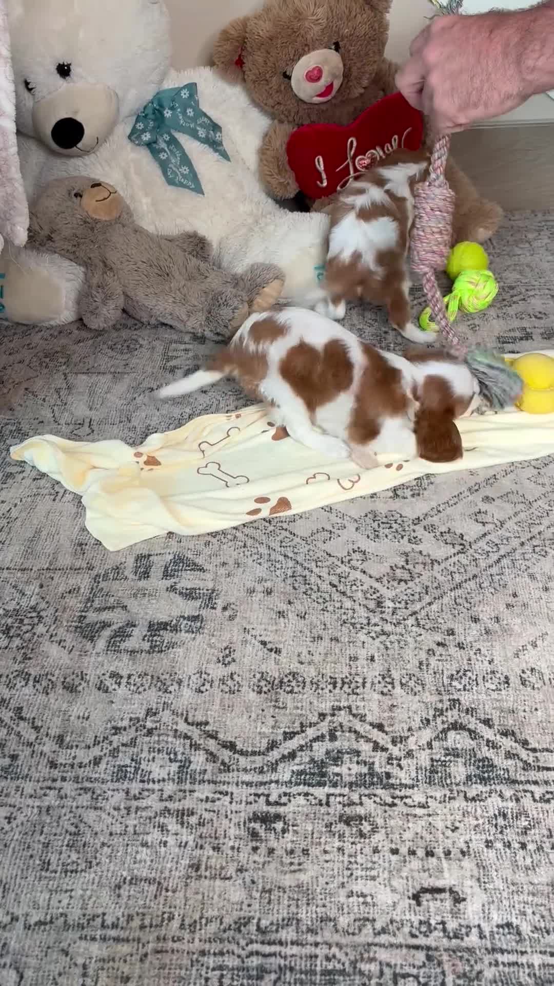 Cavalier King Charles Spaniel dogs for sale: Daisy  - Video 1