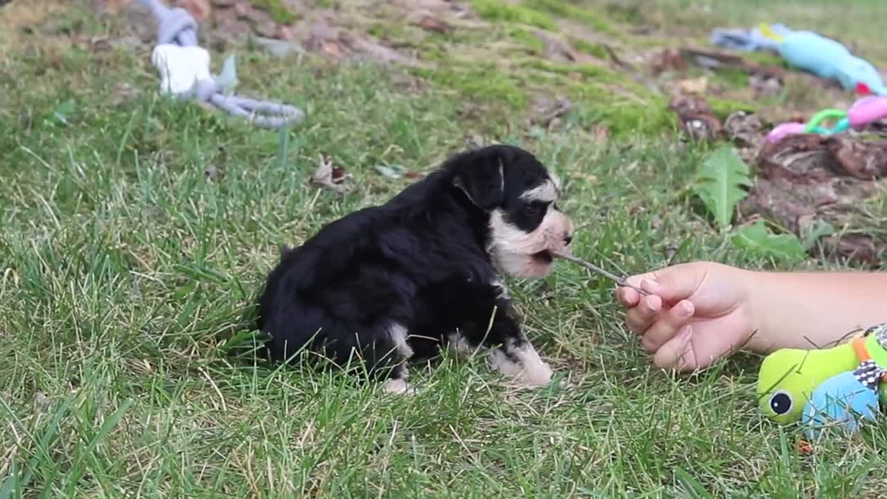 Miniature Schnauzer dogs for sale: Brodie - Video 1
