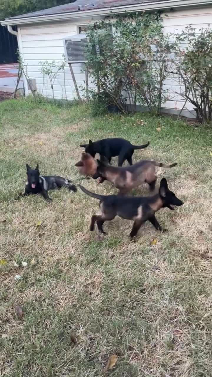Belgian Malinois dogs for sale: Belgian Malinois 1 - Video 1