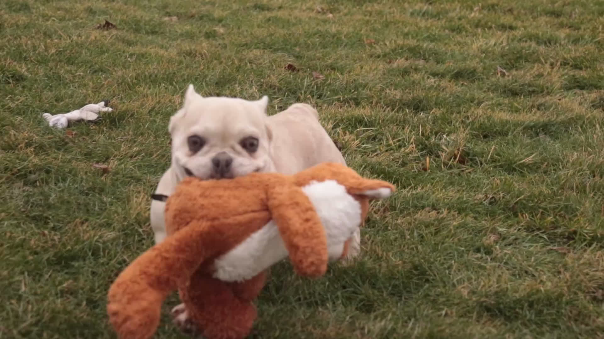 French Bulldog dogs for sale: Addie - Video 1