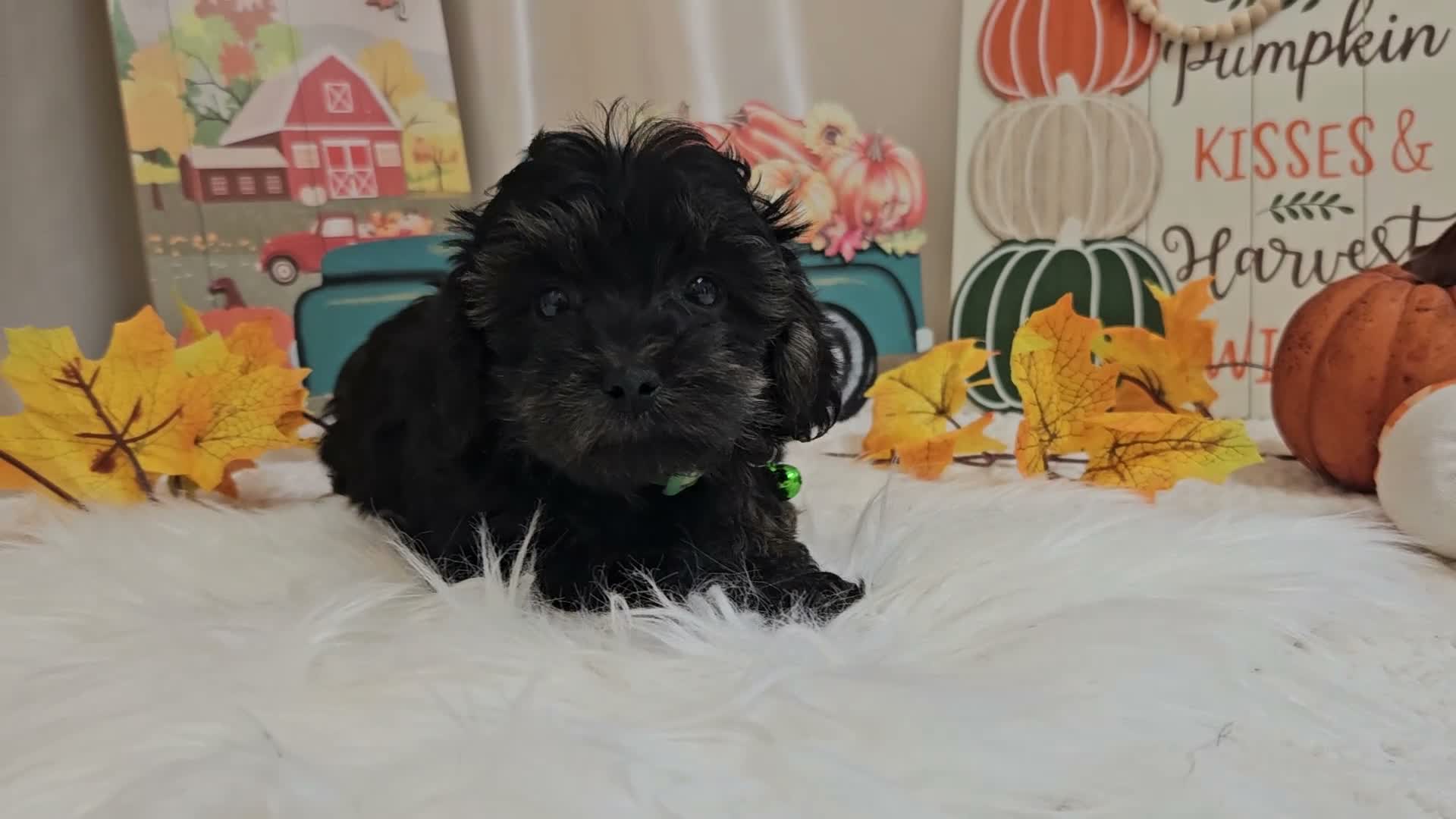 Yorkiepoo dogs for sale: Andy Lynn - Video 1