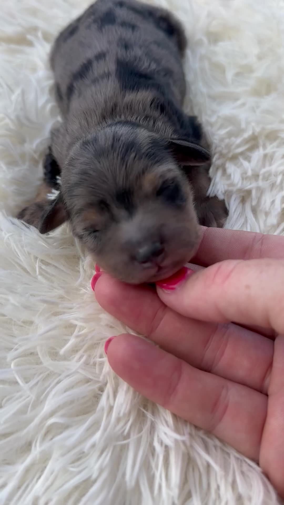 Mini Aussiedoodle dogs for sale: Stryker - Micro Mini F1b - Video 3