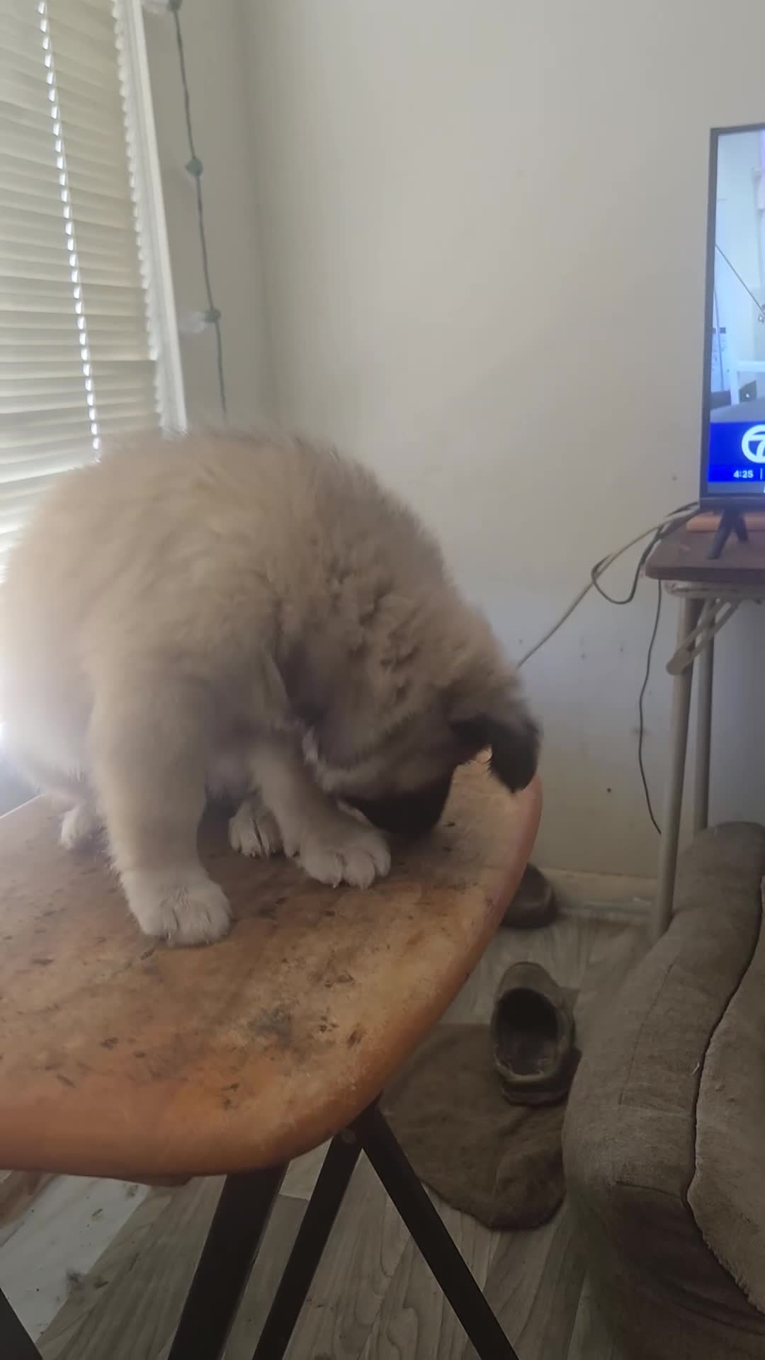 Mixed Breed dogs for sale: gray bear - Video 1