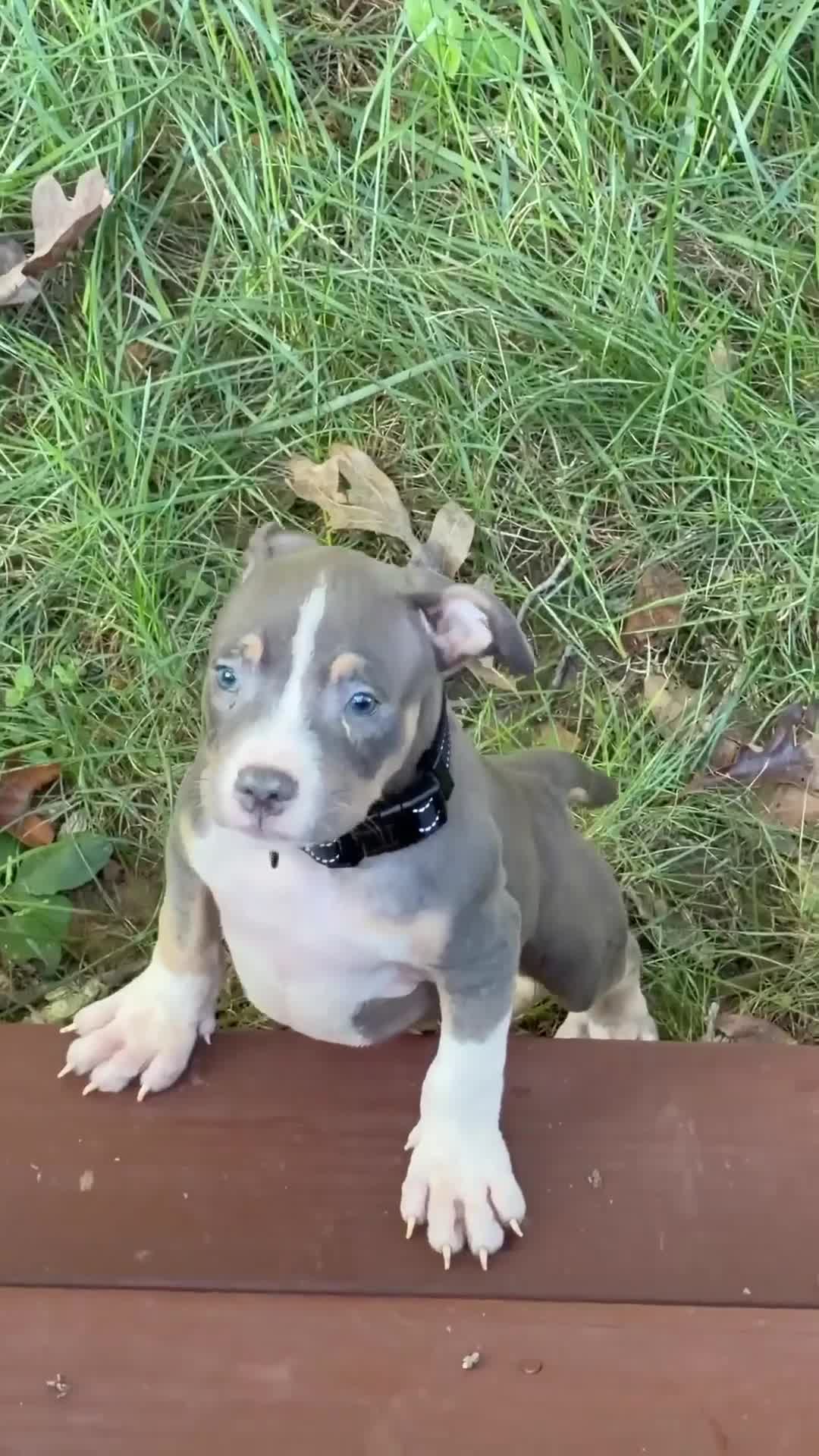 American Bully dogs for sale: Kash  - Video 1