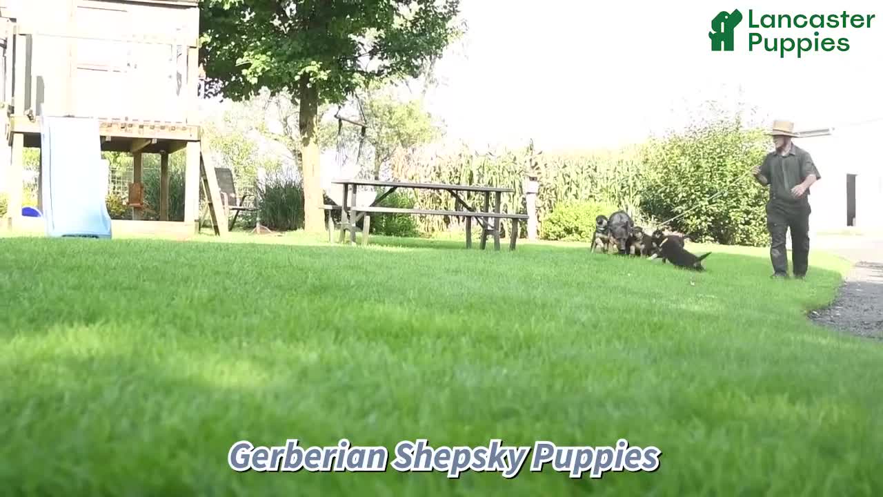 Gerberian Shepsky dogs for sale: Tucker - Video 1