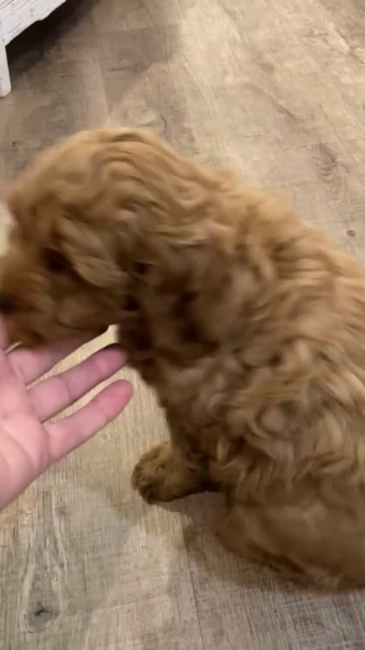 Labradoodle dogs for sale: Puppy - Video 2