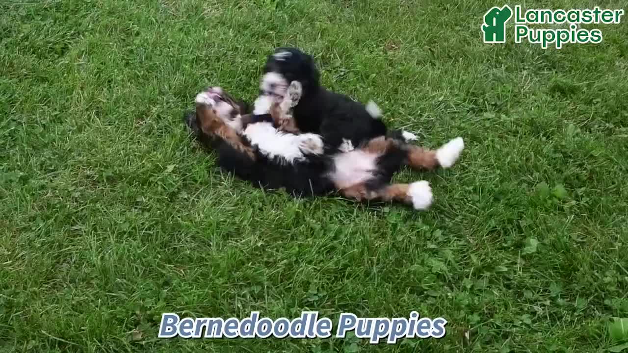 Mini Bernedoodle dogs for sale: Twilight - Video 1
