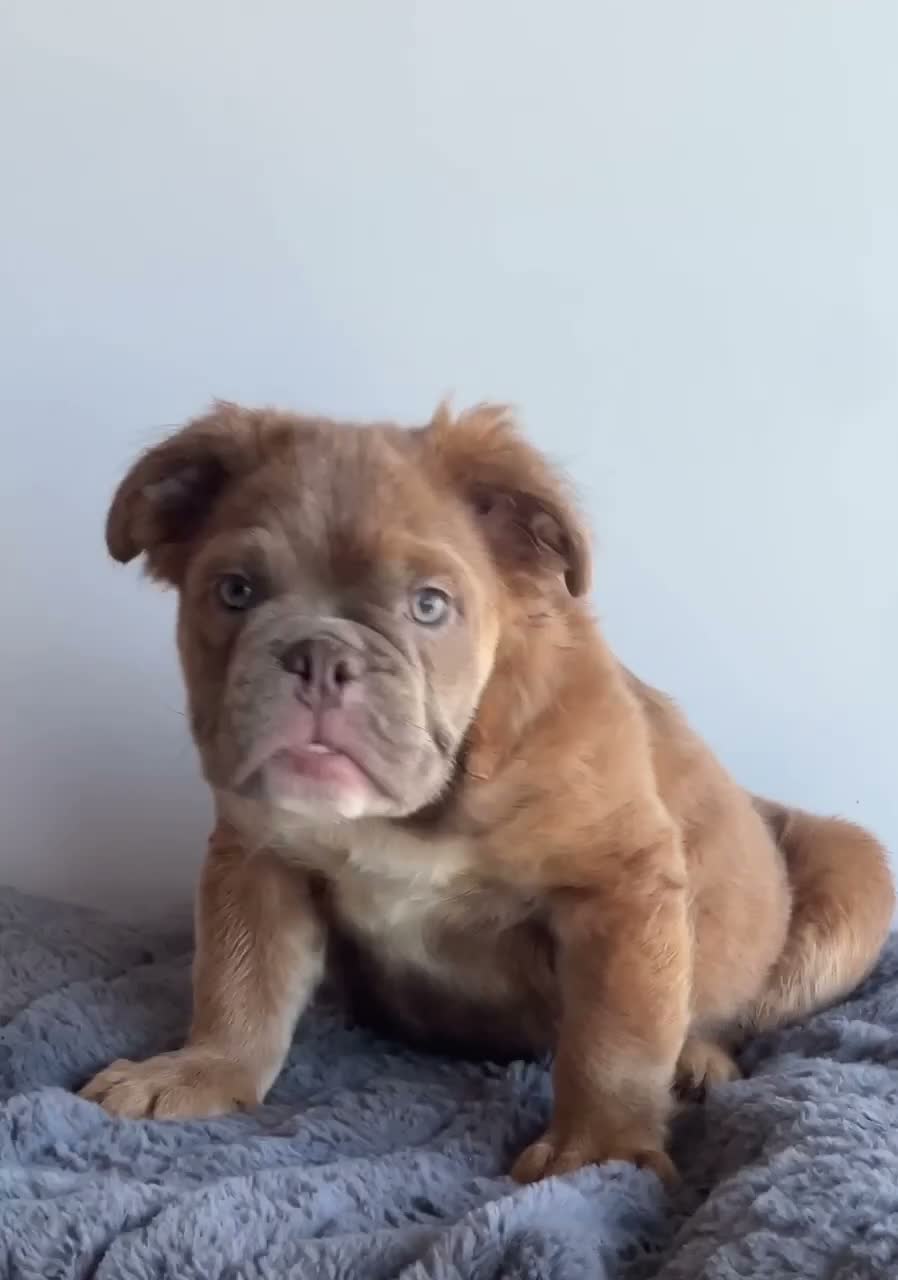 English Bulldog dogs for sale: Sassy - Video 1