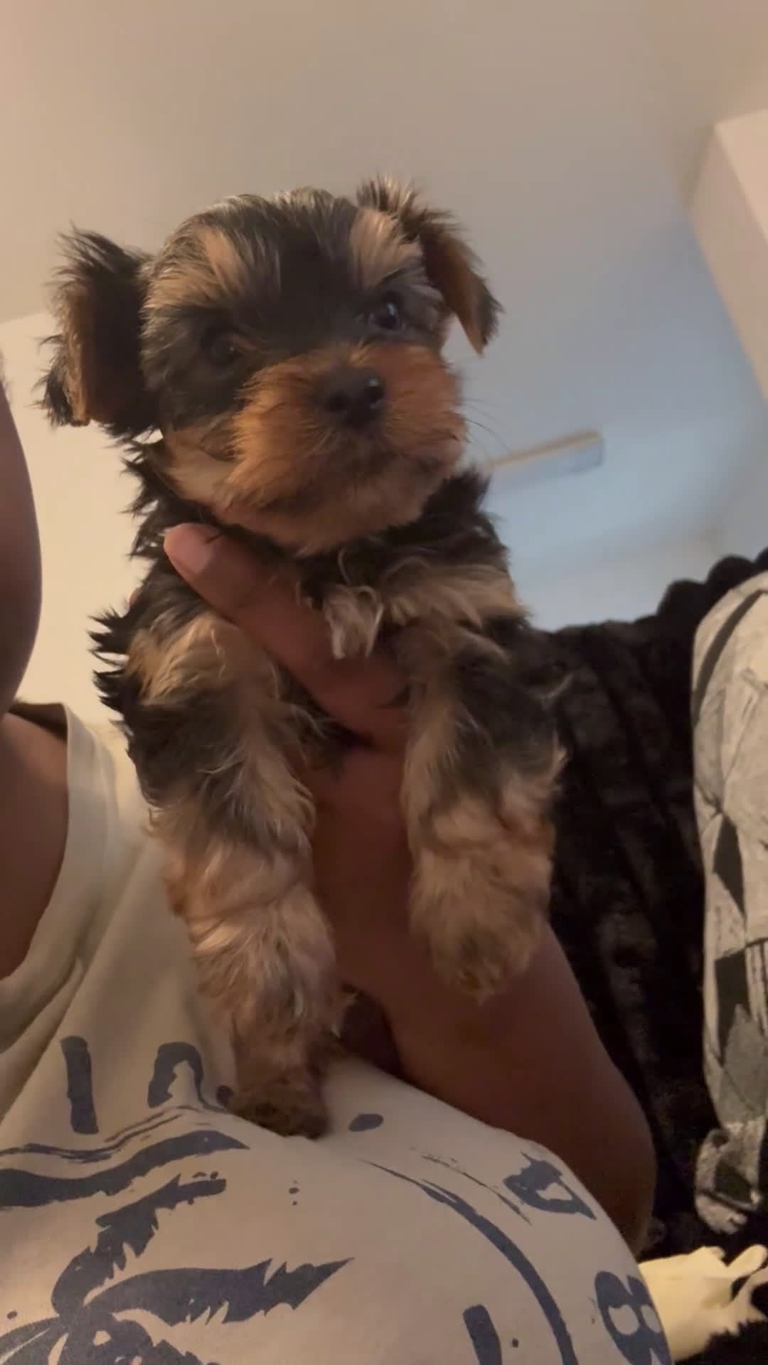 Yorkshire Terrier dogs for sale: Yorkshire Terrier Puppy 2 - Video 1