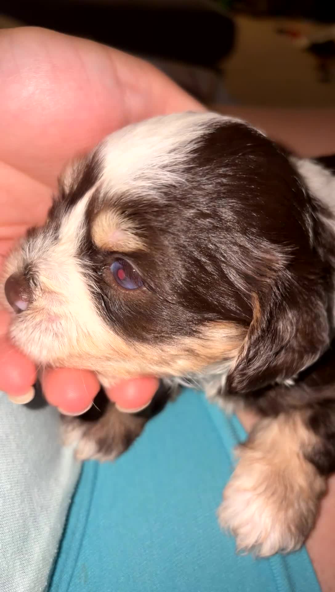 Miniature Schnauzer dogs for sale: Woody - Video 1