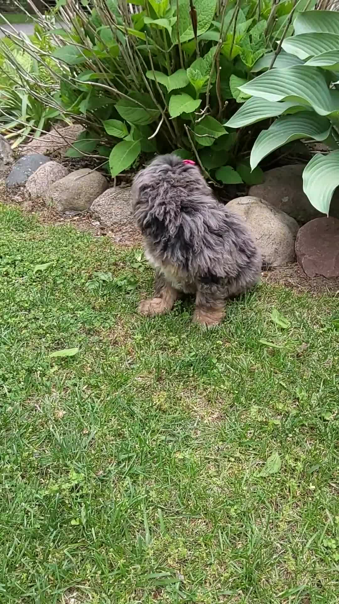 Bernedoodle dogs for sale: Bernedoodle Puppy 4 - Video 3