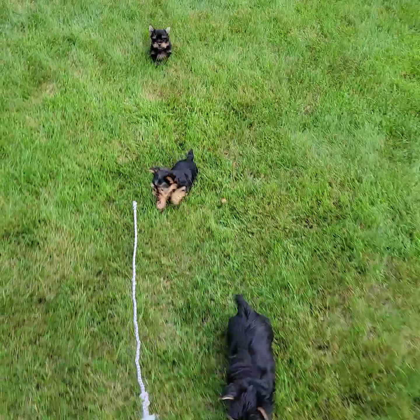 Yorkshire Terrier dogs for sale: Benji - Video 1