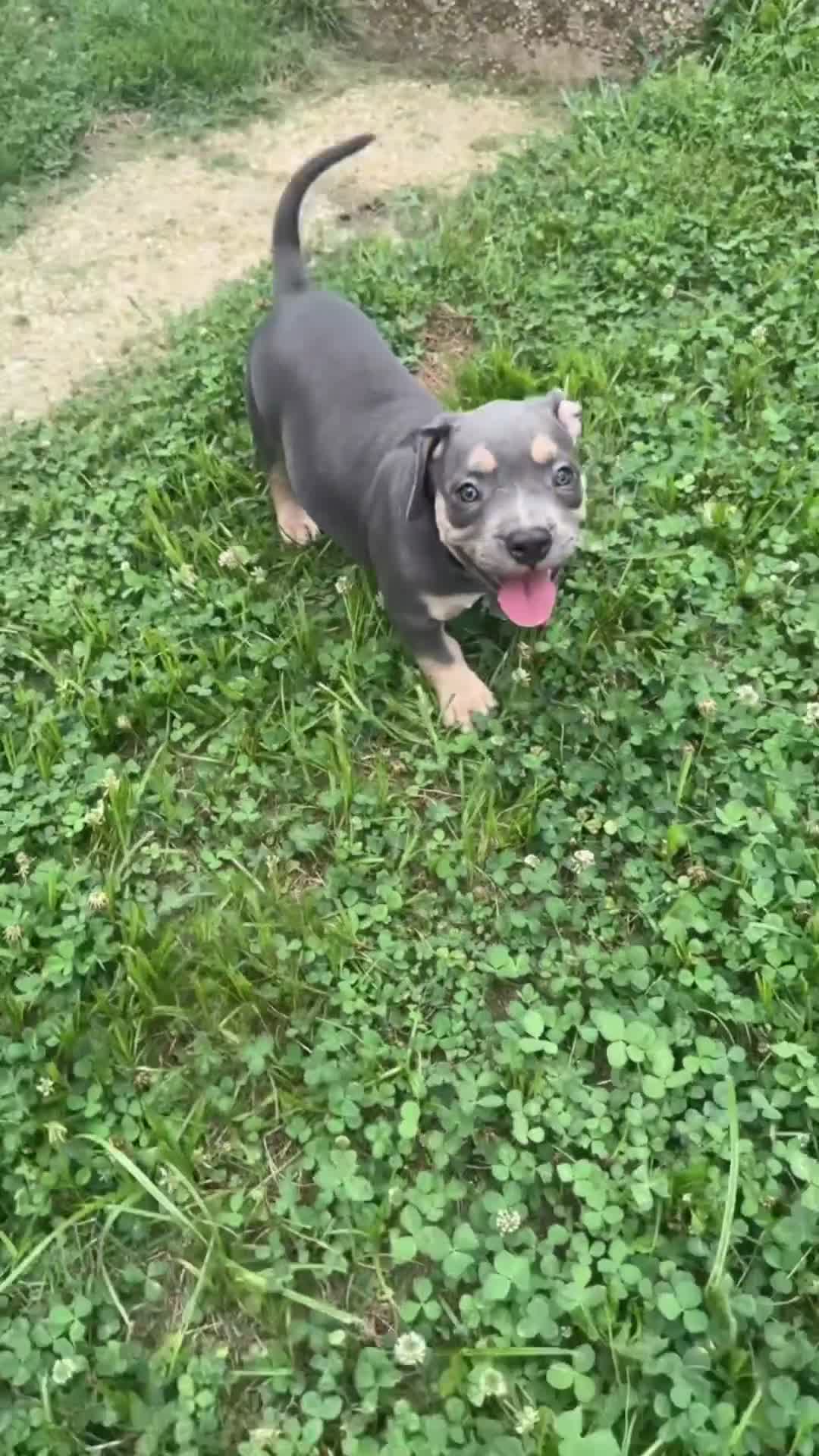 American Bully dogs for sale: Butterscotch - Video 1