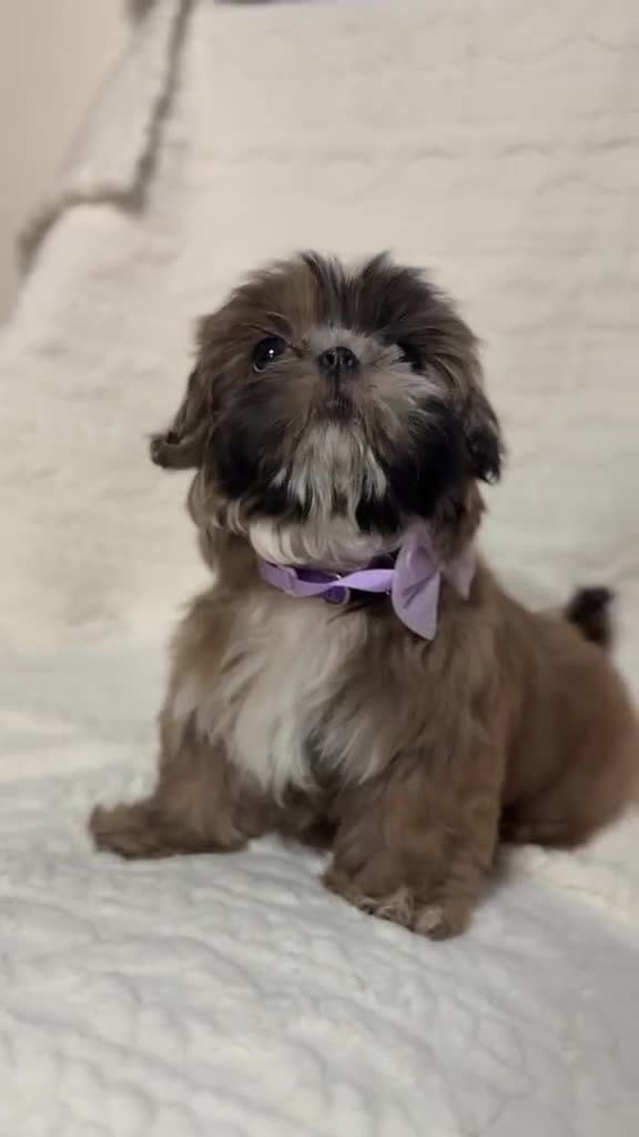 Shih Tzu dogs for sale: "Twin A" Shih Tzu Puppy 3 - Video 1