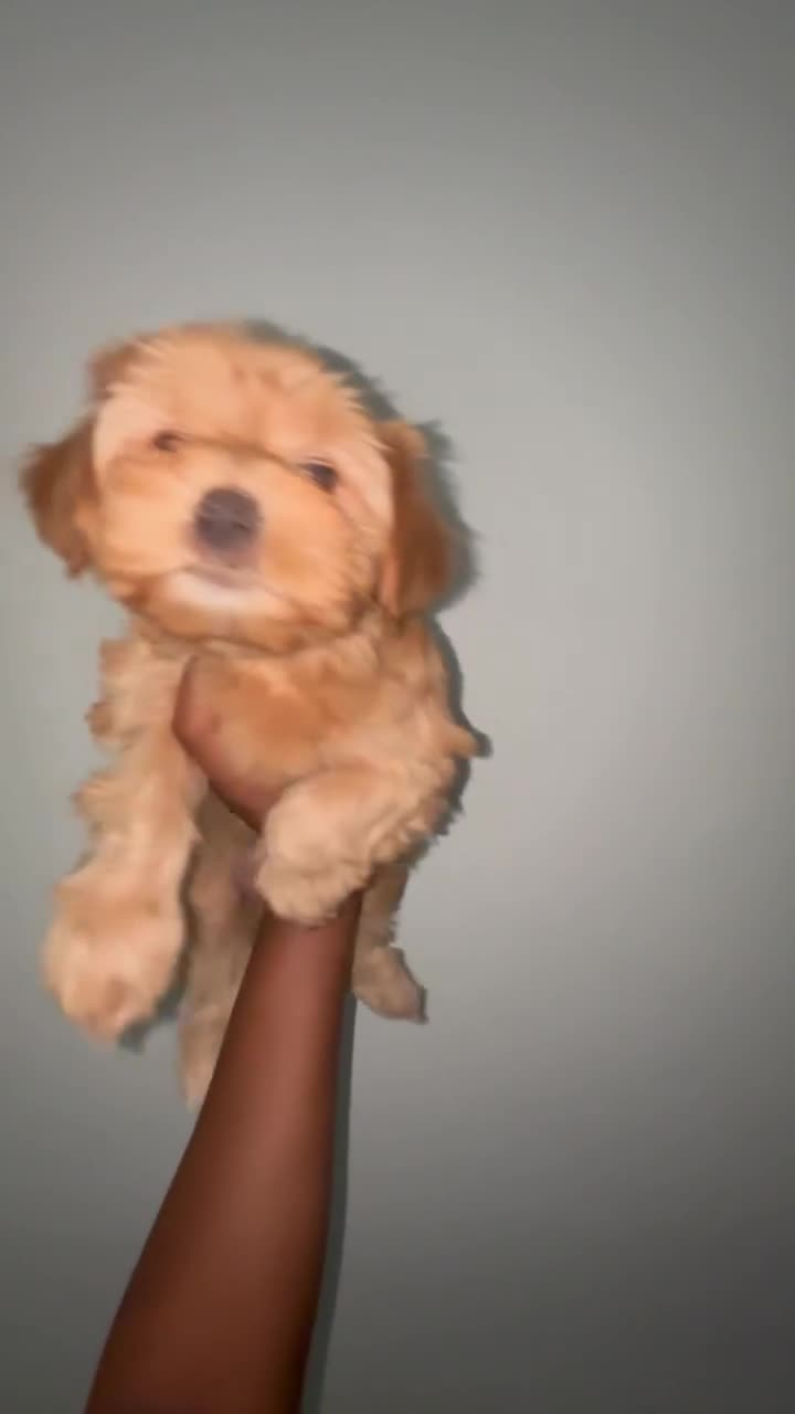 Yorkshire Terrier dogs for sale: Willow - Video 4