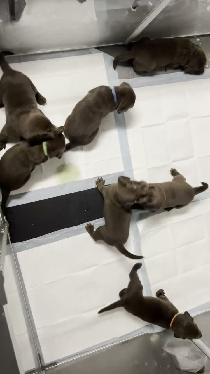 Labrador Retriever dogs for sale: Lime - Video 2