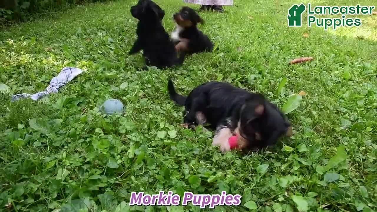 Morkie dogs for sale: Peanut  - Video 1