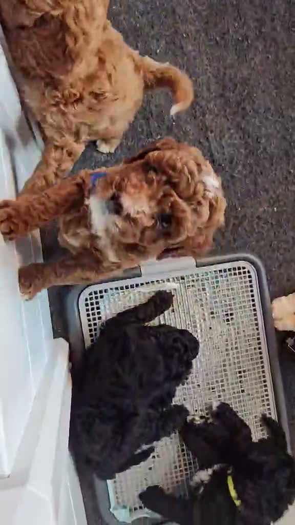 Miniature Poodle dogs for sale: HARLEY - Video 1
