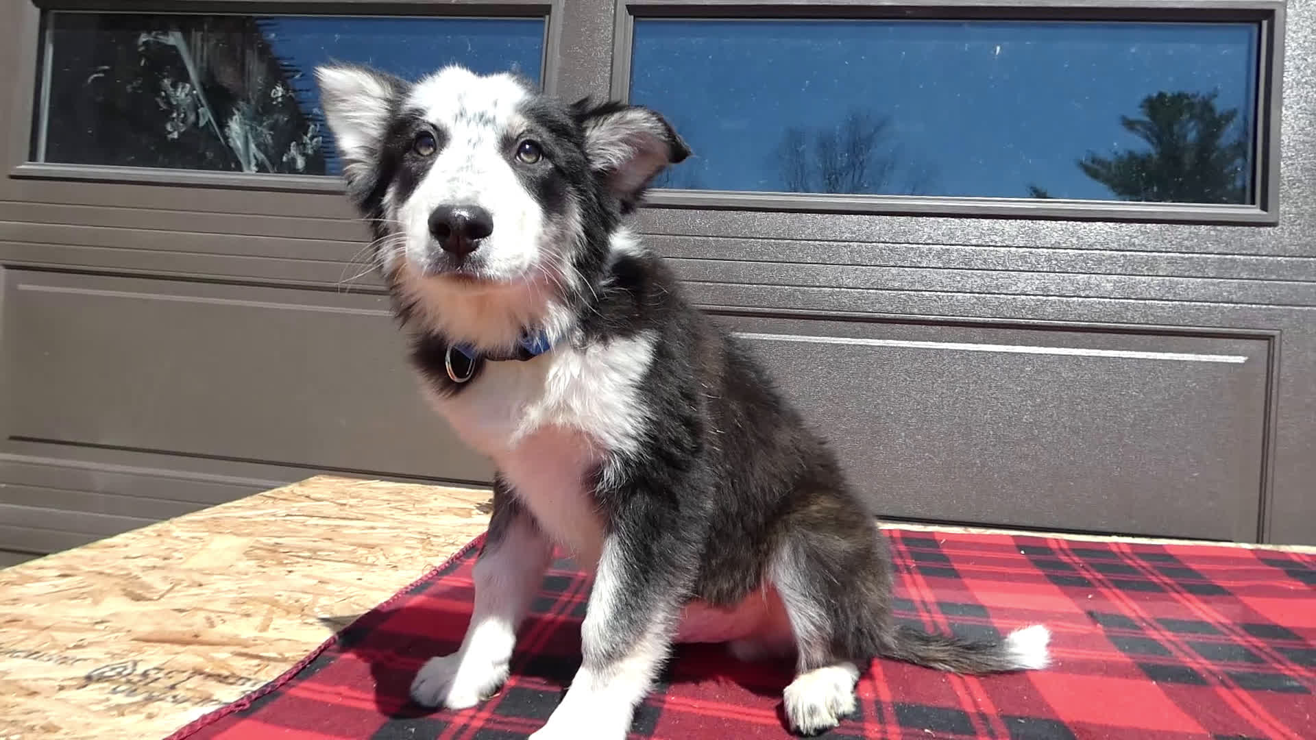 Mixed Breed dogs for sale: Australian Shepherd Puppy 5 Red Robin - Video 4