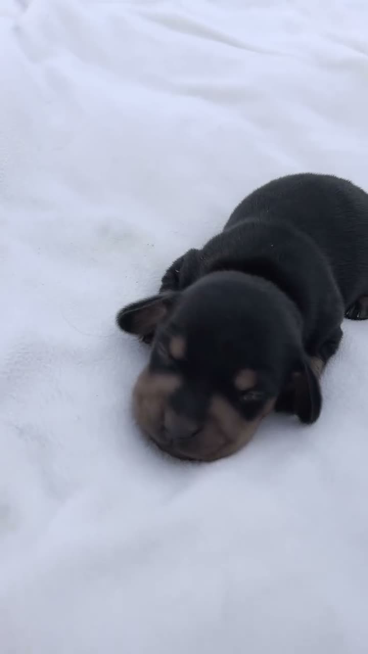 Miniature Dachshund dogs for sale: Linus Miniature Dachshund  - Video 3