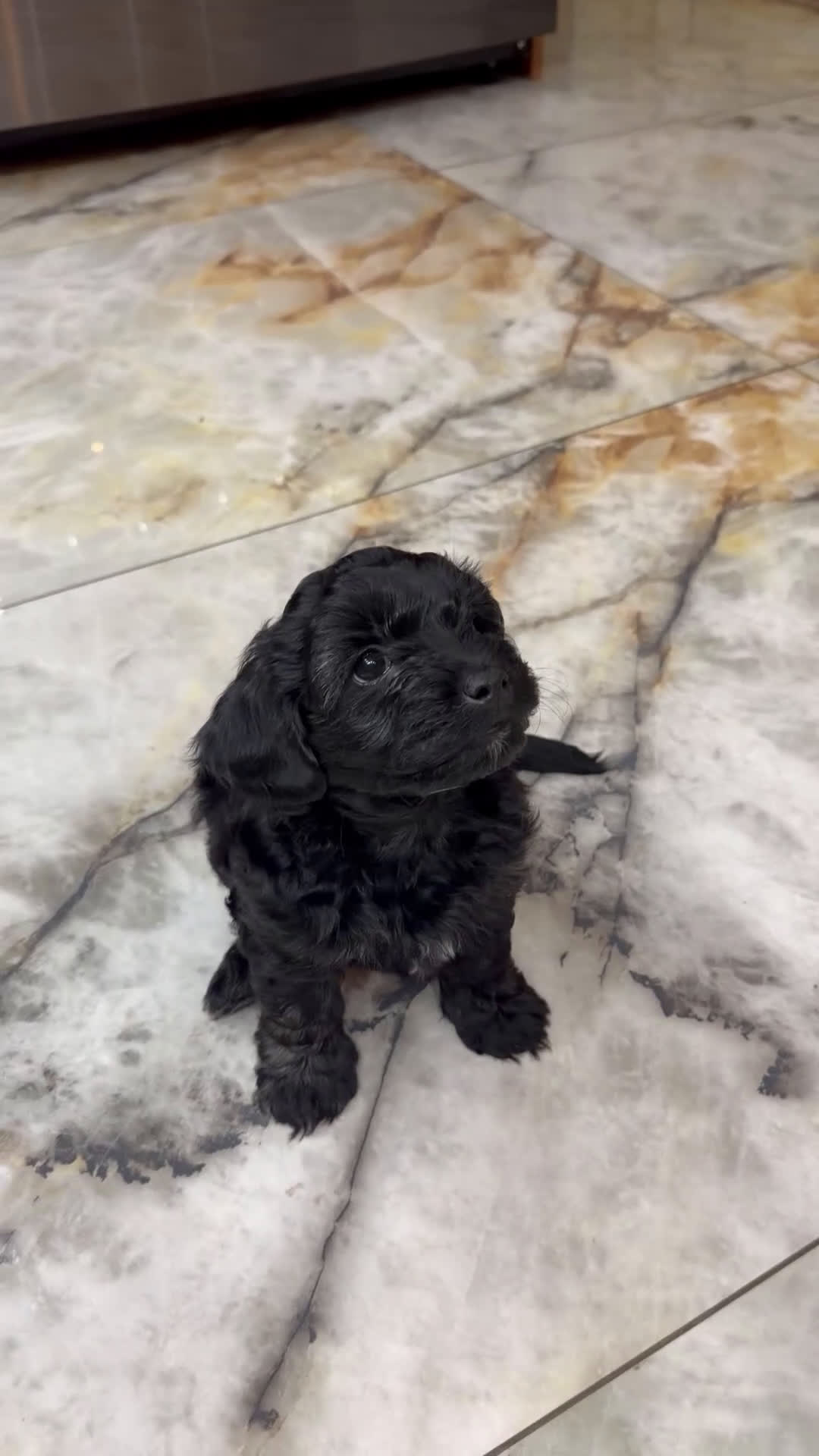 Yorkiepoo dogs for sale: Yorkiepoo IRINUS - Video 1