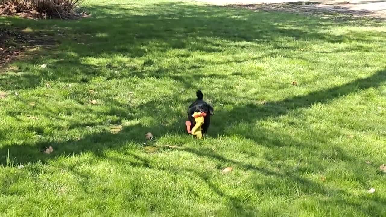 Bernedoodle dogs for sale: Coffey - Video 1