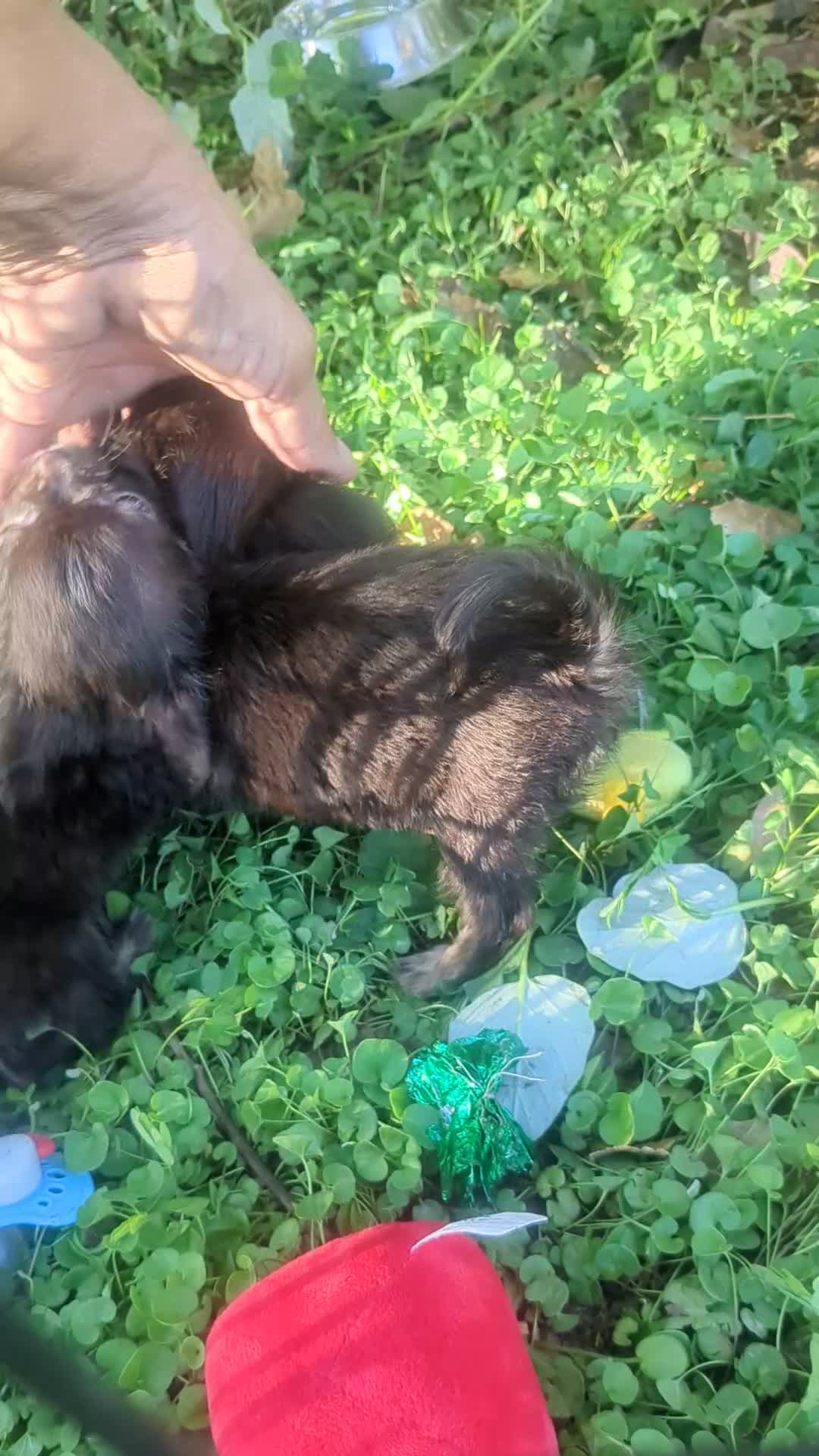 Chihuahua dogs for sale: Teacup Apple Head   Twix    - Video 2