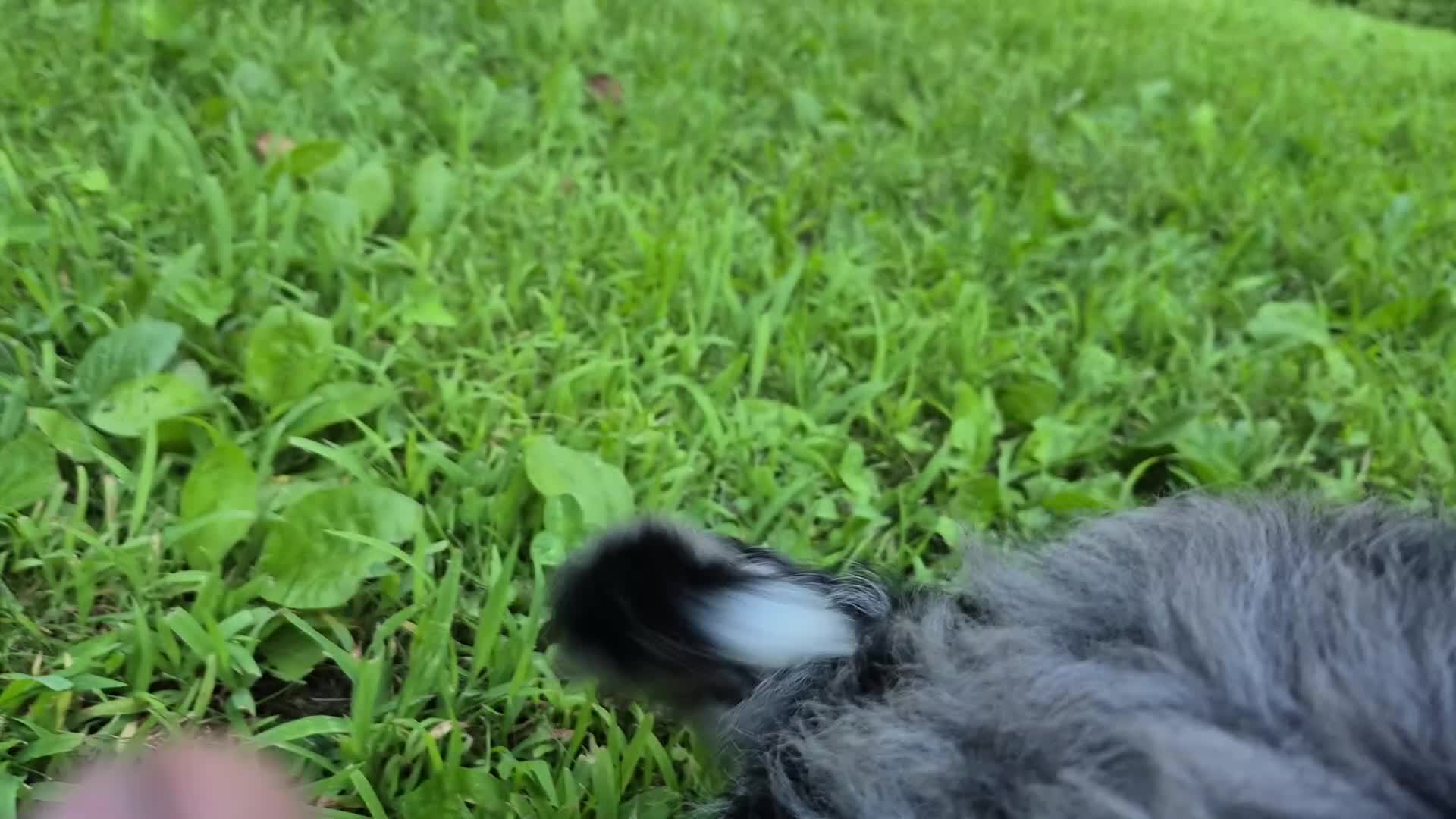 Bernedoodle dogs for sale: Rex  - Video 1