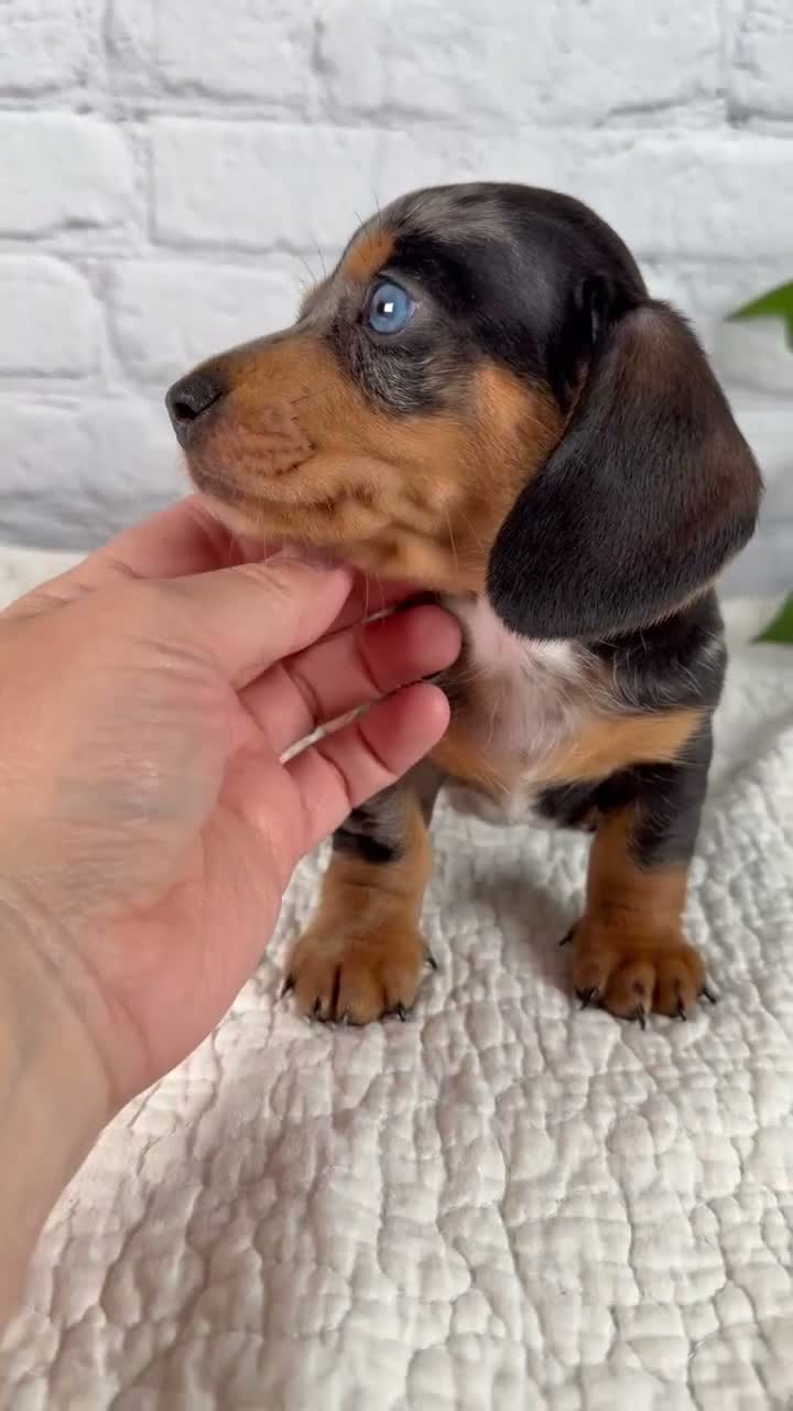 Miniature Dachshund dogs for sale: Hunter - Video 1