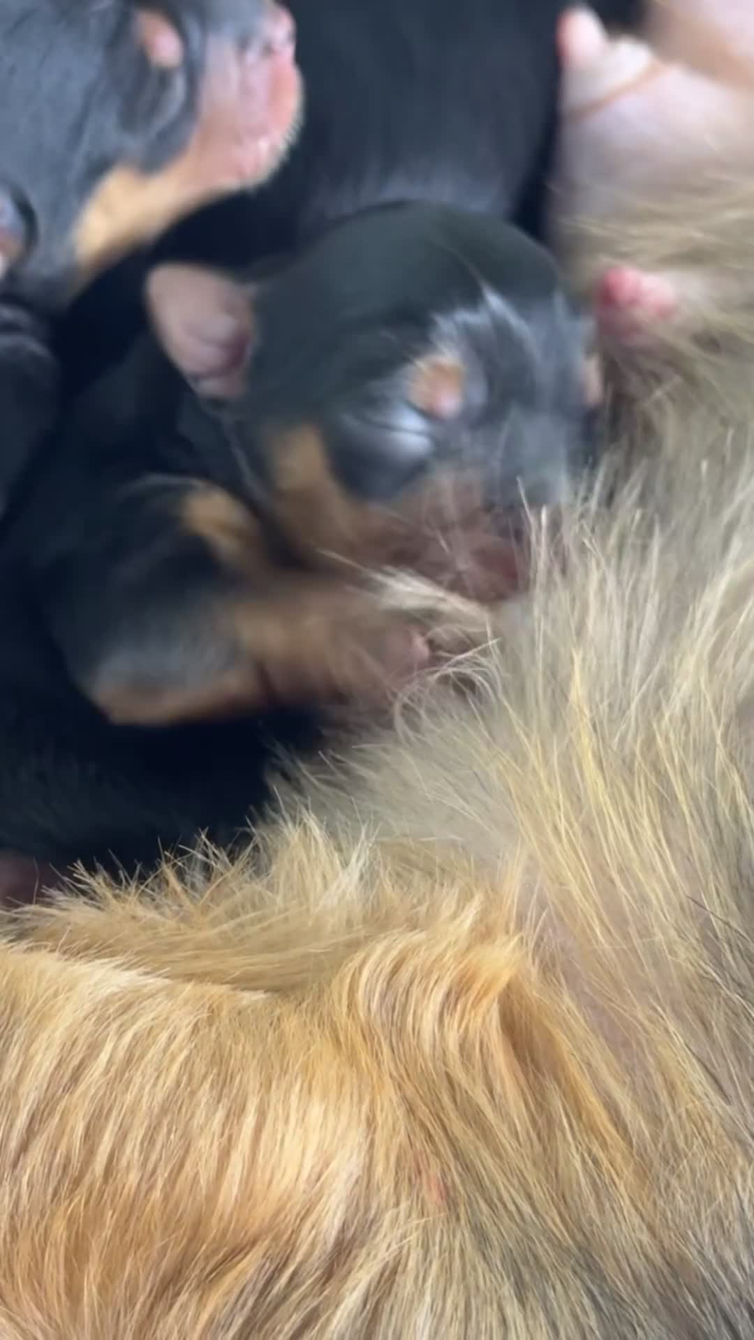 Yorkshire Terrier dogs for sale: Yorkshire Terrier Puppy #3 - Video 1