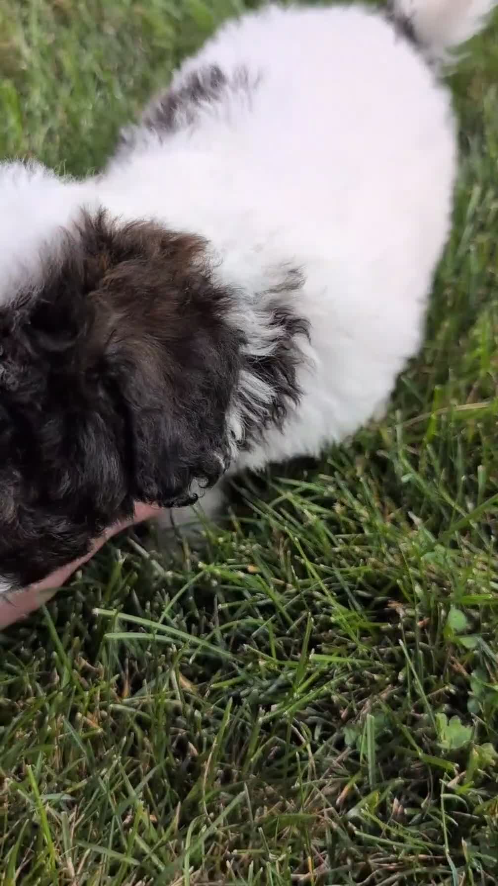 Mixed Breed dogs for sale: Dash - Video 1