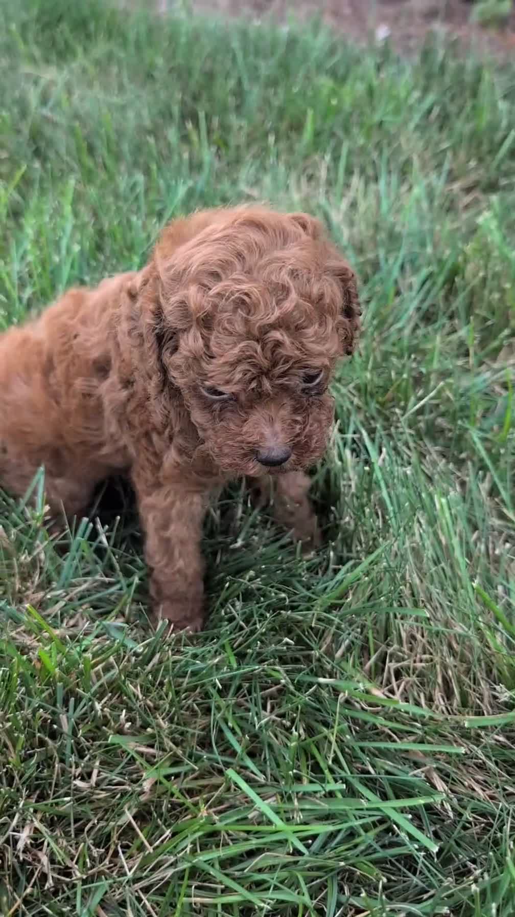 Toy Poodle dogs for sale: Zion - Video 1