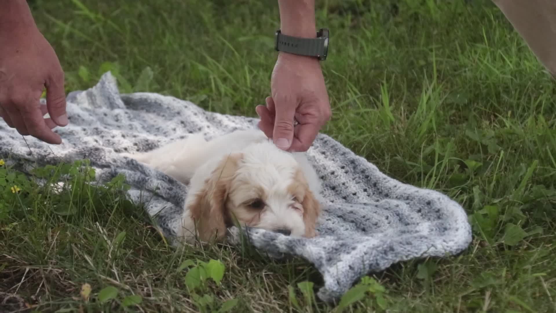 Mixed Breed dogs for sale: Fairy Munchkin Bernedoodle - Video 1