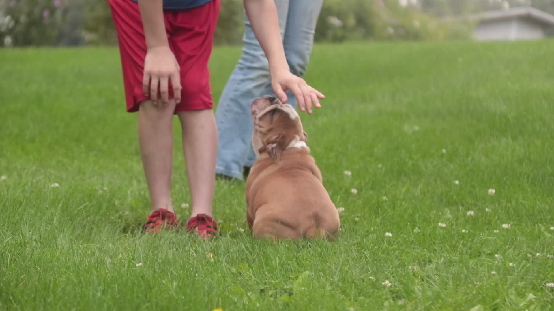 Mixed Breed dogs for sale: Dream Victorian Bulldog - Video 1