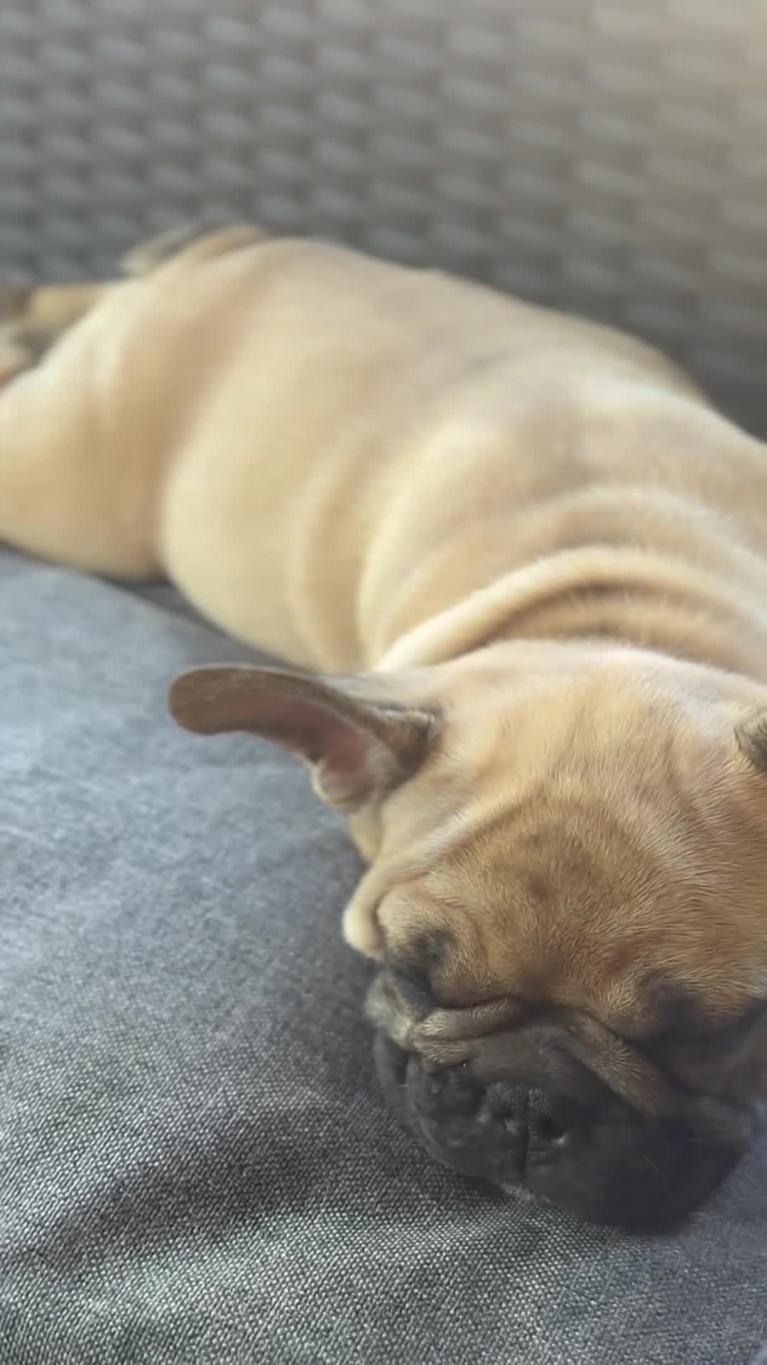 French Bulldog dogs for sale: French Bulldog 1 Mail - Video 2